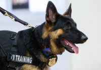 Anjing Militer dan Polisi