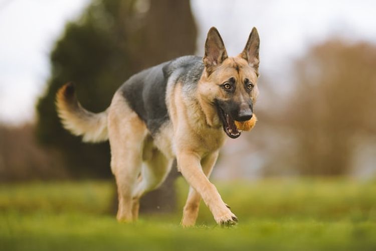 Keanggunan dan Kepintaran Anjing German Shepherd