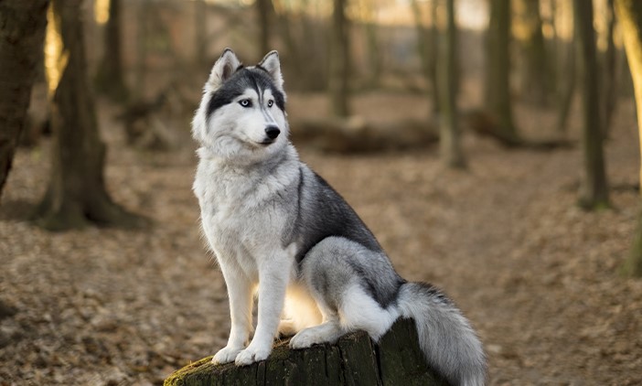 Keanggunan dan Keunikan Anjing Siberian Husky