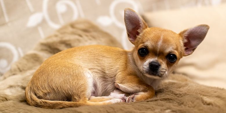 Kecil Namun Penuh Karakter Anjing Chihuahua